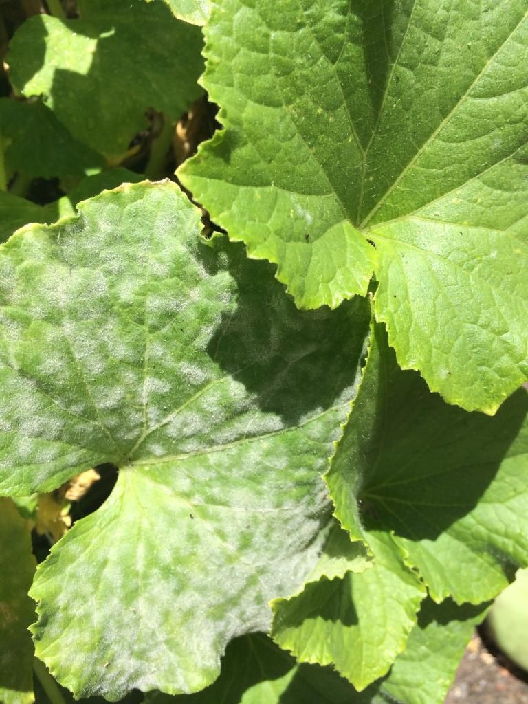  photo 032432F5-6DD3-4DD4-968C-6410D42C8058.jpg